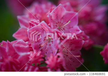 5 月 21 日，一束卡米亞花幾乎盛開。儘管它美麗，但卻有毒，花語是“背叛”和“野心”。 116468691