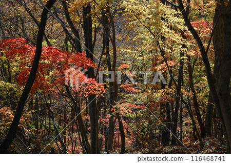 森林之秋/未開發地區,深山,森林中的秋葉 森林之秋/未開發地區,深山,森林中的秋葉 116468741