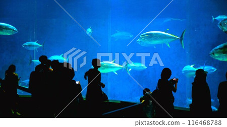 人們觀看藍鰭金槍魚池 116468788