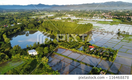 Aerial view of paddy field in countryside, agriculture in Thailand 116468878
