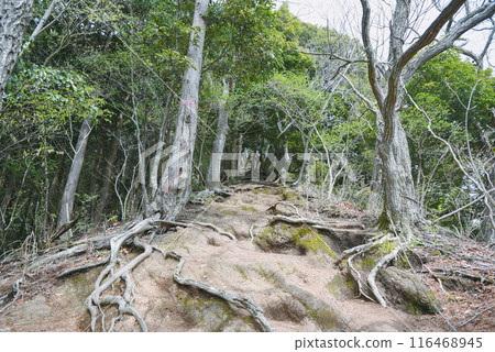 A steep tree root path in Tanzawa 116468945