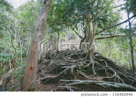 A steep tree root path in Tanzawa 116468946