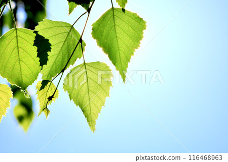 Green leaves, blue sky and title space Green leaves, blue sky and title space 116468963