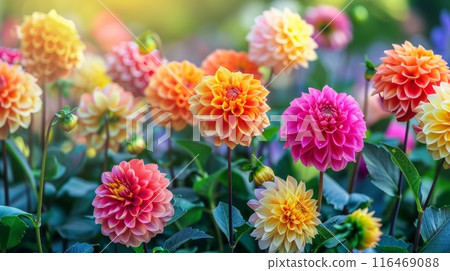 Vibrant Dahlia Garden. Colorful Dahlias in Bloom Vibrant Dahlia Garden. Colorful Dahlias in Bloom 116469088