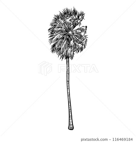 Palm tree sketch vector 2 116469184