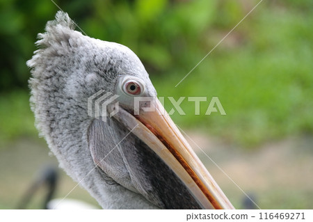 Pelican in the zoo, closeup of head and neck 116469271