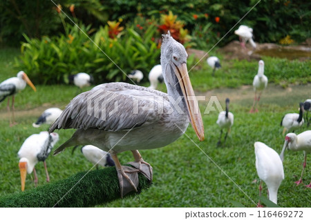 Pelican performing a show at the zoo Pelican performing a show at the zoo 116469272