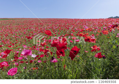 罌粟花田 116469308