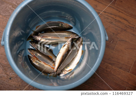 香魚釣魚 116469327