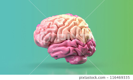 The pink brain for eduction or creative concept 3d rendering. The pink brain for eduction or creative concept 3d rendering. 116469335