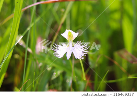 處女草 處女草 116469337