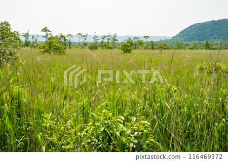 釧路濕原內小太郎濕原的風景 釧路濕原內小太郎濕原的風景 116469372