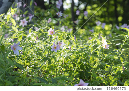 Lily flowers Lily flowers 116469373