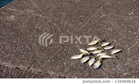 堤岸釣魚鍍竹莢魚琥珀魚誘餌大竹莢魚 堤岸釣魚鍍竹莢魚琥珀魚誘餌大竹莢魚 116469616