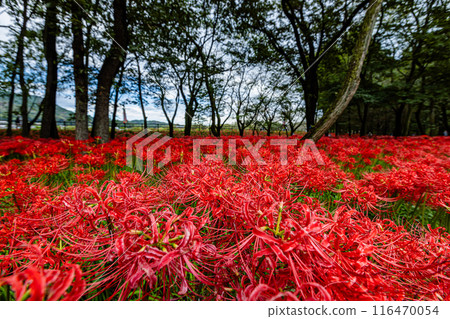 Red spider lilies blooming in the woods at Kinchakuda, Saitama Prefecture 116470054