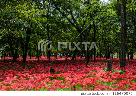 Red spider lilies blooming in the woods at Kinchakuda, Saitama Prefecture Red spider lilies blooming in the woods at Kinchakuda, Saitama Prefecture 116470075