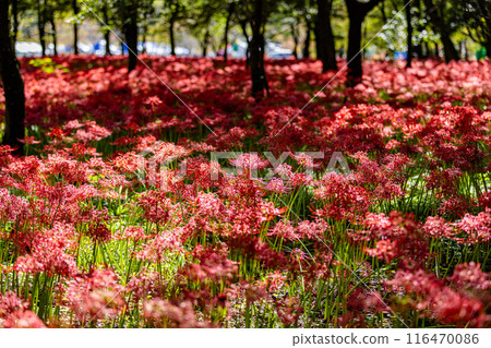 埼玉縣金澤田，森林裡盛開的紅叢孤挺花 116470086
