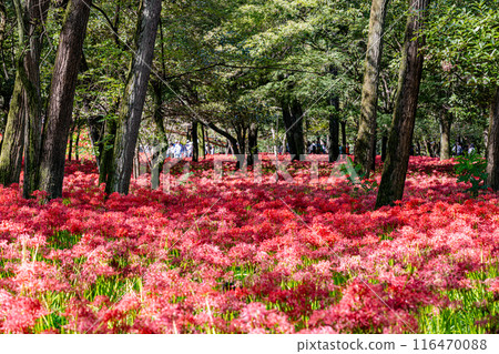 Red spider lilies blooming in the woods at Kinchakuda, Saitama Prefecture 116470088