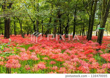 Red spider lilies blooming in the woods at Kinchakuda, Saitama Prefecture 116470095