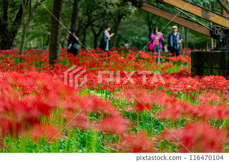 Red spider lilies blooming in the woods at Kinchakuda, Saitama Prefecture 116470104