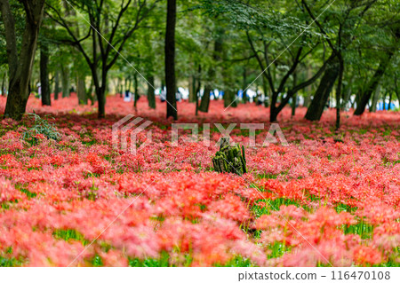 Red spider lilies blooming in the woods at Kinchakuda, Saitama Prefecture 116470108