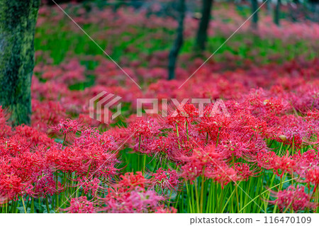Red spider lilies blooming in the woods at Kinchakuda, Saitama Prefecture 116470109