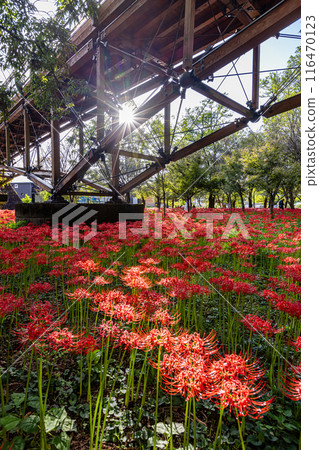 Red spider lilies blooming in the woods at Kinchakuda, Saitama Prefecture 116470123
