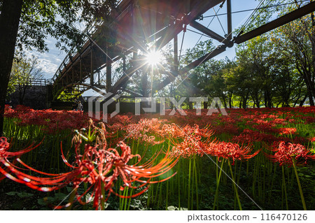 Red spider lilies blooming in the woods at Kinchakuda, Saitama Prefecture 116470126