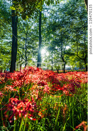 埼玉縣金澤田，森林裡盛開的紅叢孤挺花 116470135