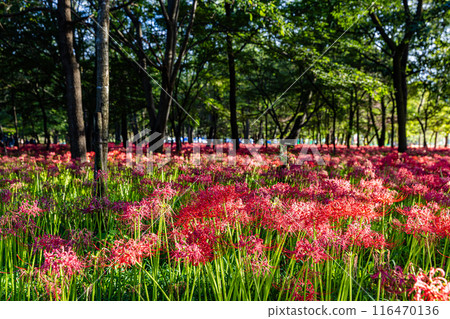 埼玉縣金澤田,森林裡盛開的紅叢孤挺花 埼玉縣金澤田,森林裡盛開的紅叢孤挺花 116470136