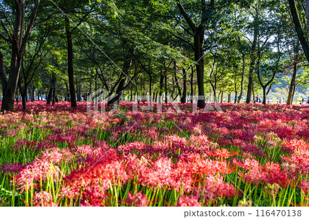 Red spider lilies blooming in the woods at Kinchakuda, Saitama Prefecture 116470138