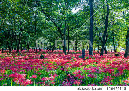 Red spider lilies blooming in the woods at Kinchakuda, Saitama Prefecture Red spider lilies blooming in the woods at Kinchakuda, Saitama Prefecture 116470146