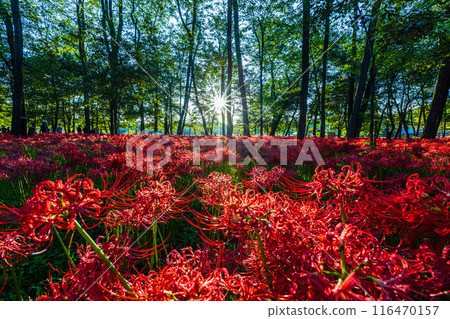 Red spider lilies blooming in the woods at Kinchakuda, Saitama Prefecture 116470157