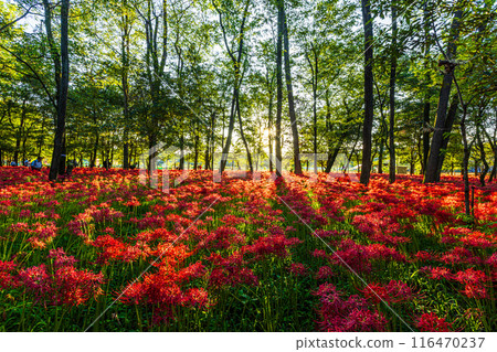 埼玉縣金澤田市:夕陽照耀下的紅蜘蛛百合 埼玉縣金澤田市:夕陽照耀下的紅蜘蛛百合 116470237