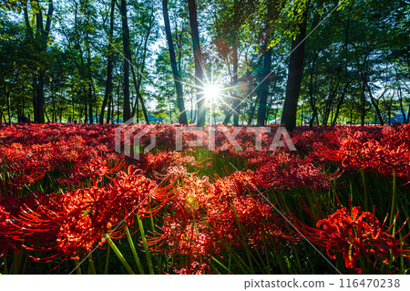 埼玉縣金澤田市：夕陽照耀下的紅蜘蛛百合 116470238