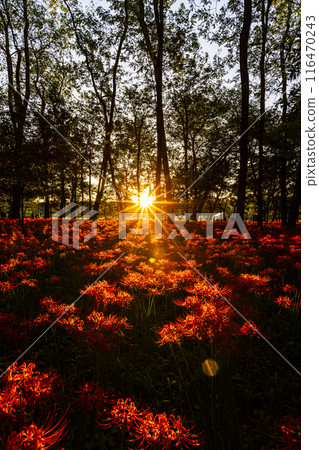 埼玉縣金澤田市:夕陽照耀下的紅蜘蛛百合 埼玉縣金澤田市:夕陽照耀下的紅蜘蛛百合 116470243