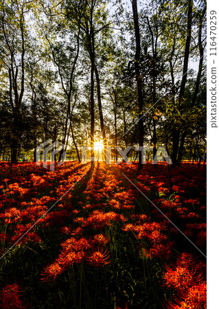 Saitama Prefecture, Kinchakuda: Red spider lilies illuminated by the setting sun 116470259