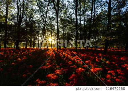埼玉縣金澤田市:夕陽照耀下的紅蜘蛛百合 埼玉縣金澤田市:夕陽照耀下的紅蜘蛛百合 116470268