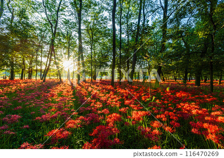 埼玉縣金澤田市:夕陽照耀下的紅蜘蛛百合 埼玉縣金澤田市:夕陽照耀下的紅蜘蛛百合 116470269