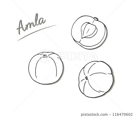 Amla fruits and leaves set. Hand-drawn illustration isolated on white background. Phyllanthus emblica vector illustration. Indian gooseberry Amla fruits and leaves set. Hand-drawn illustration isolated on white background. Phyllanthus emblica vector illustration. Indian gooseberry 116470602