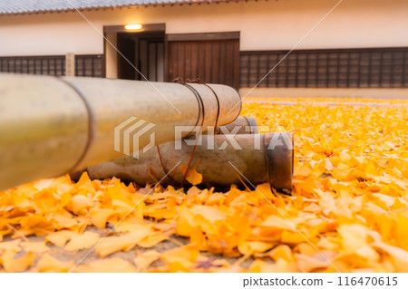Photographing ginkgo trees turning yellow in late autumn at Enpukuji Temple in Yawata, Kyoto Prefecture Photographing ginkgo trees turning yellow in late autumn at Enpukuji Temple in Yawata, Kyoto Prefecture 116470615