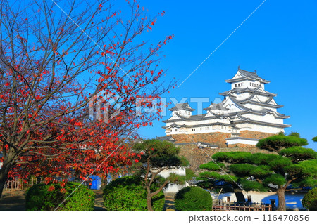 [Hyogo Prefecture] Himeji Castle and autumn leaves on a clear day 116470856