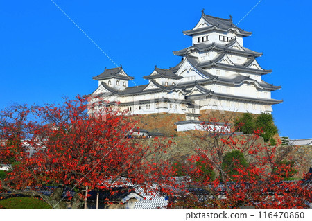[兵庫縣]晴天時的姬路城和秋葉 116470860