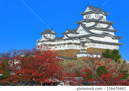 [兵庫縣]晴天時的姬路城和秋葉 116470861