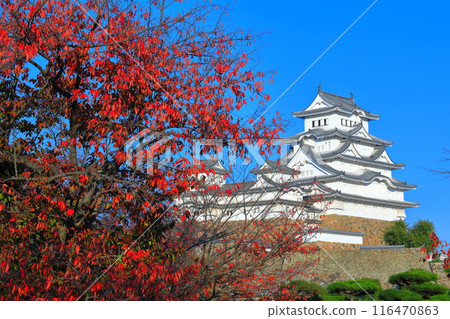 [Hyogo Prefecture] Himeji Castle and autumn leaves on a clear day 116470863