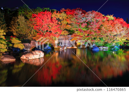 [Hyogo Prefecture] Kokoen Garden illumination with autumn leaves (Himeji Park) 116470865