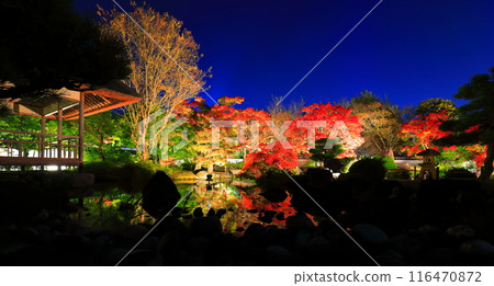 [Hyogo Prefecture] Kokoen Garden illumination with autumn leaves (Himeji Park) 116470872