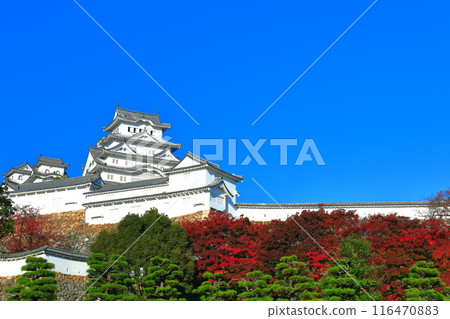 [Hyogo Prefecture] Himeji Castle and autumn leaves on a clear day 116470883