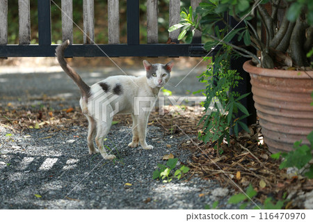 A homeless white cat walks in the garden. A homeless white cat walks in the garden. 116470970