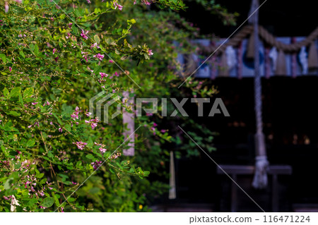 Photographing the pure autumn seven-herb bush clover blooming at Nashiki Shrine in Kamigyo Ward, Kyoto City 116471224